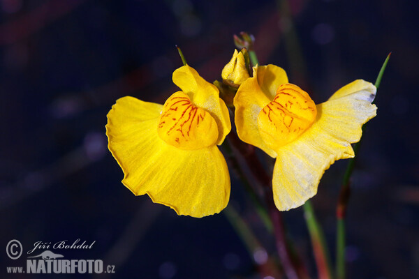 Sudlicher Wasserschlauch (Utricularia australis)