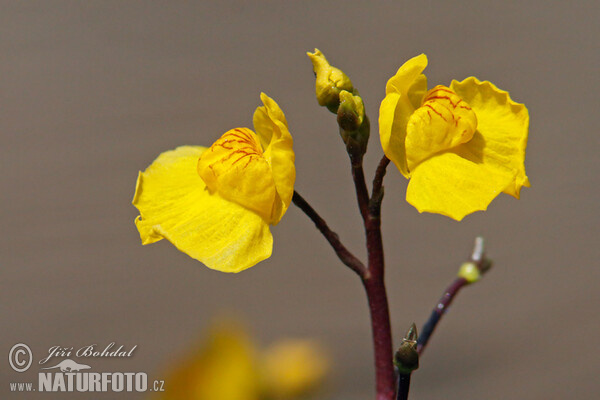 Sudlicher Wasserschlauch (Utricularia australis)