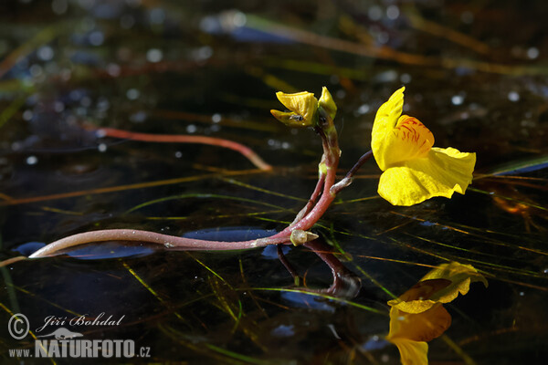 Sudlicher Wasserschlauch (Utricularia australis)