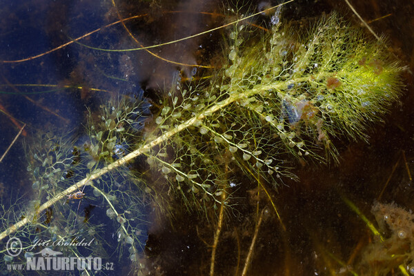 Sudlicher Wasserschlauch (Utricularia australis)