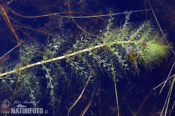 Sudlicher Wasserschlauch (Utricularia australis)