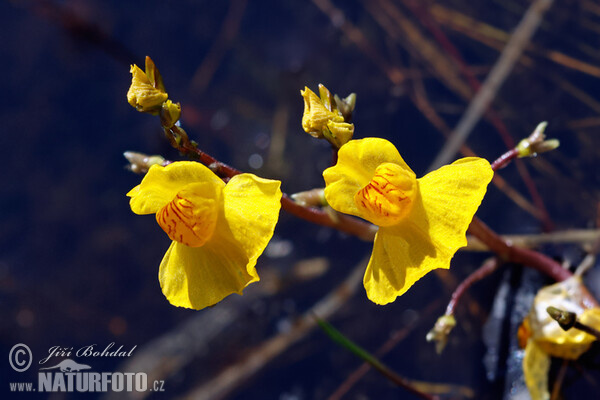 Sudlicher Wasserschlauch (Utricularia australis)