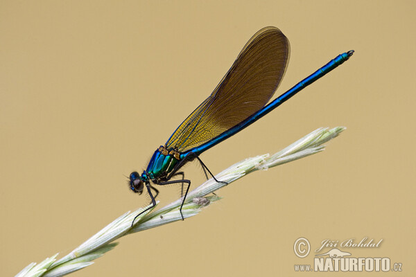 Südwestliche Prachtibelle (Calopteryx xanthostoma)