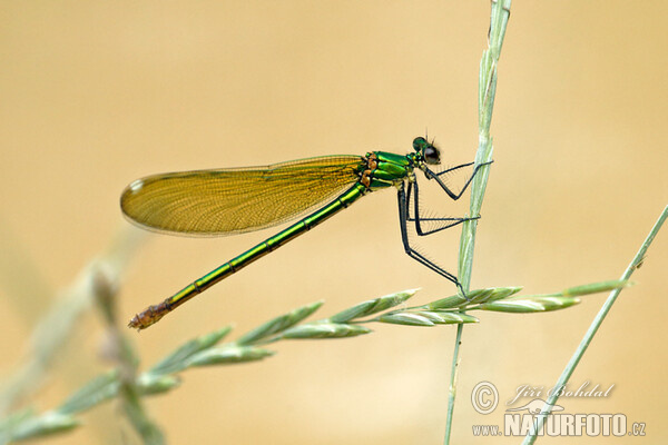 Südwestliche Prachtibelle (Calopteryx xanthostoma)