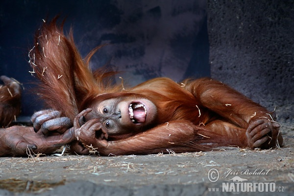 Sumatra-Orang-Utan (Pongo abelii)