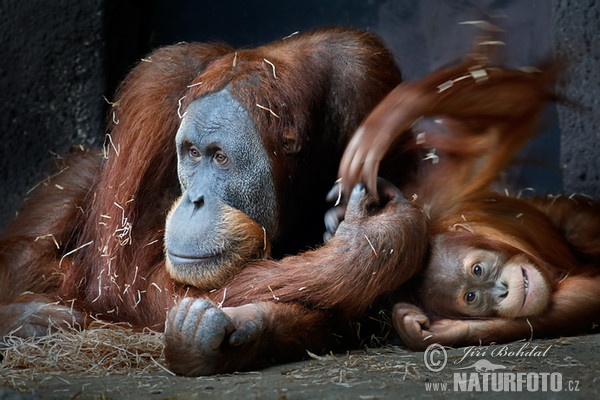 Sumatra-Orang-Utan (Pongo abelii)