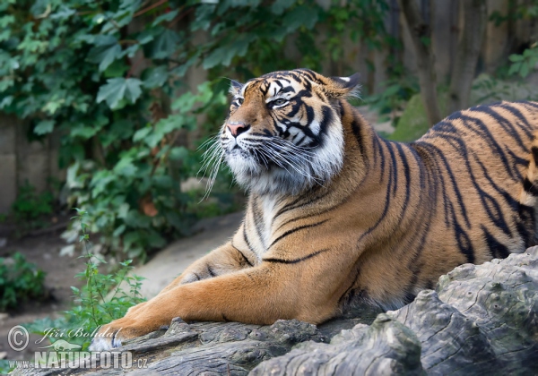 Sumatra-Tiger (Panthera tigris sumatrae)