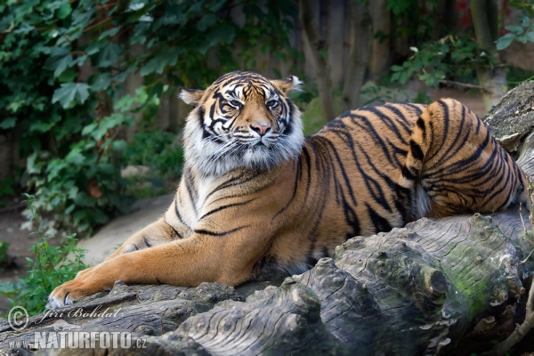 Sumatra-Tiger (Panthera tigris sumatrae)