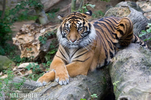 Sumatra-Tiger (Panthera tigris sumatrae)