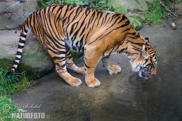 Sumatra-Tiger (Panthera tigris sumatrae)