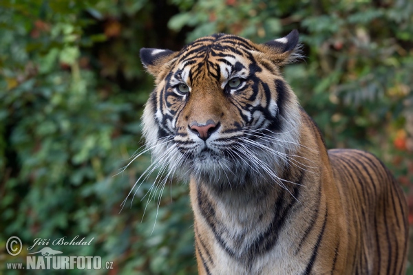 Sumatra-Tiger (Panthera tigris sumatrae)