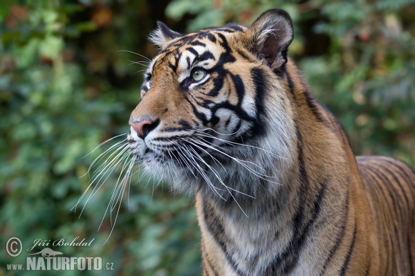 Sumatra-Tiger (Panthera tigris sumatrae)