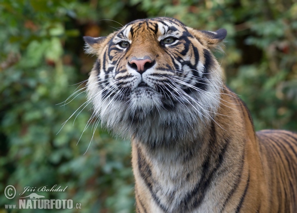 Sumatra-Tiger (Panthera tigris sumatrae)