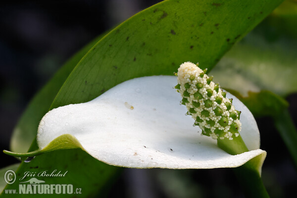 Sumpf-Calla (Calla palustris)