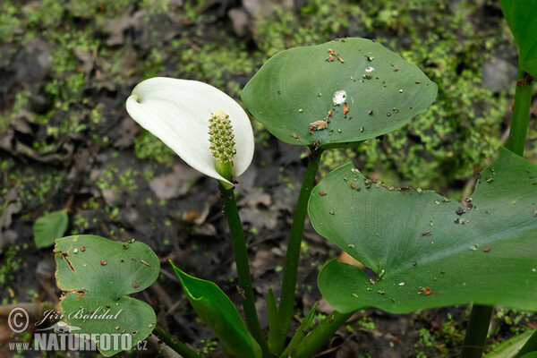 Sumpf-Calla (Calla palustris)