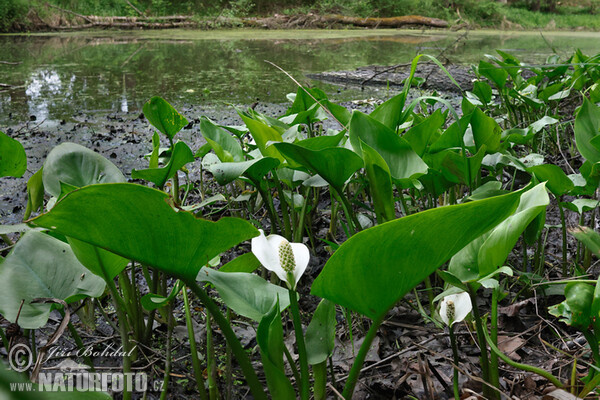Sumpf-Calla (Calla palustris)