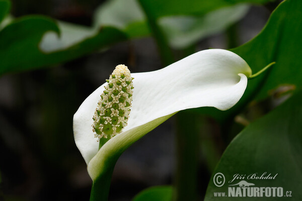 Sumpf-Calla (Calla palustris)