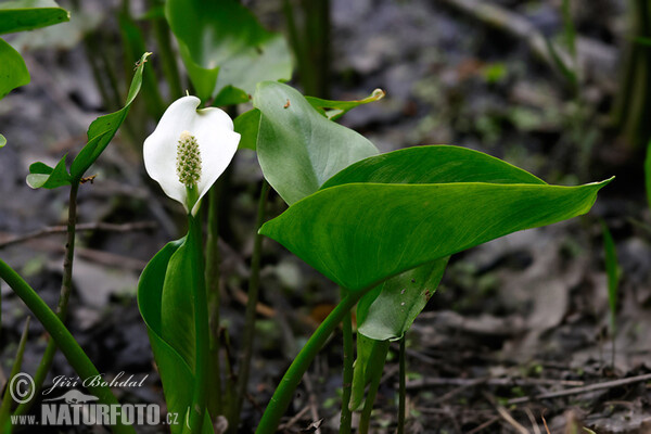 Sumpf-Calla (Calla palustris)