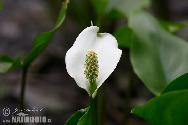 Sumpf-Calla (Calla palustris)