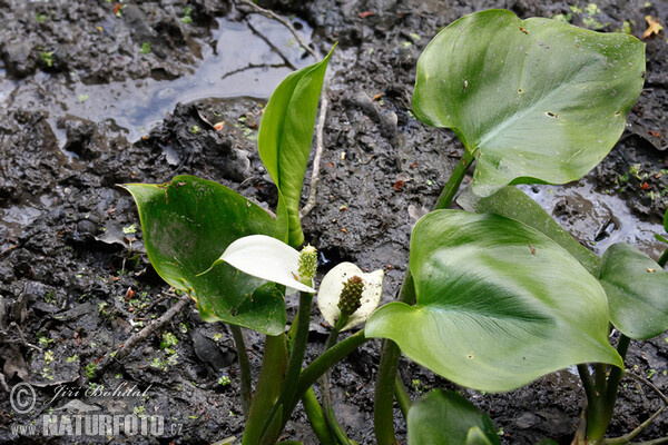 Sumpf-Calla (Calla palustris)
