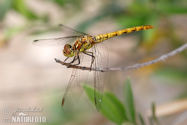 Sumpf Heidelibelle (Sympetrum depressiusculum)