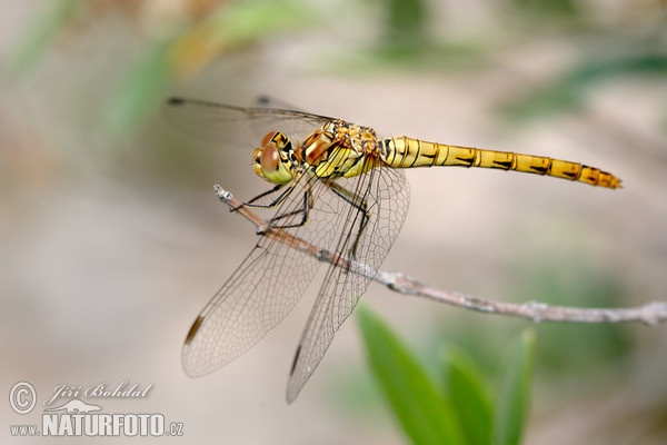 Sumpf Heidelibelle (Sympetrum depressiusculum)