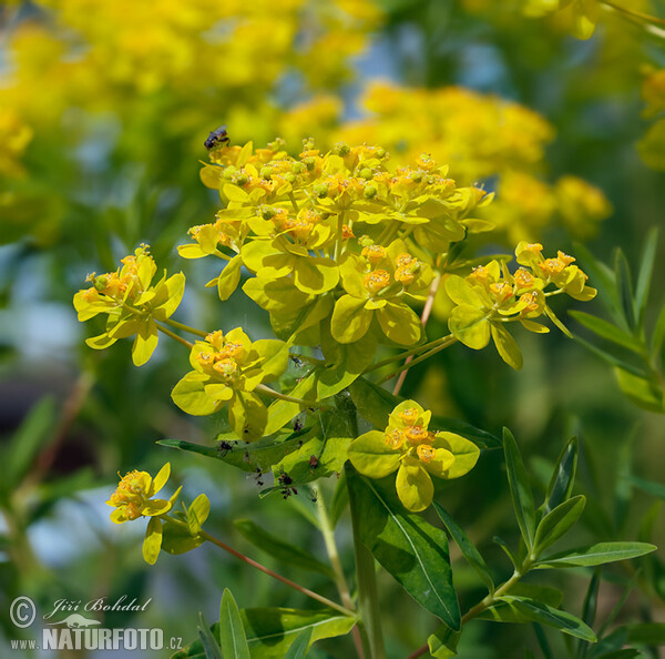 Sumpf-Wolfsmilch (Euphorbia palustris)