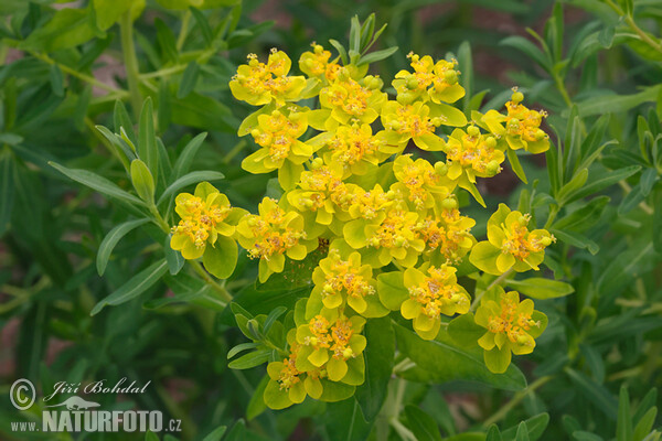 Sumpf-Wolfsmilch (Euphorbia palustris)