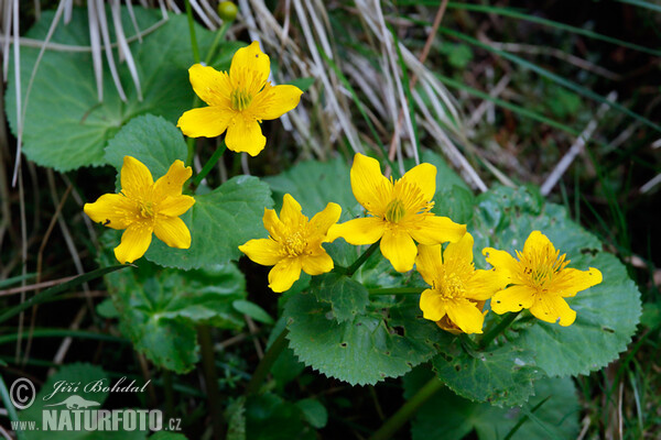 Sumpfdotterblume (Caltha palustris)