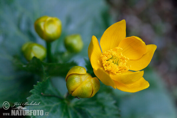 Sumpfdotterblume (Caltha palustris)