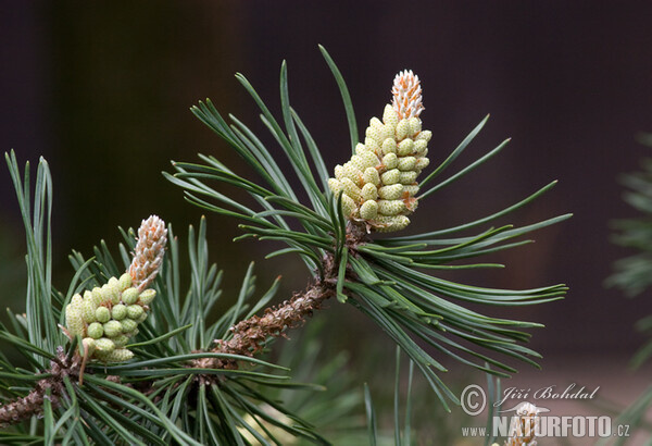 Sumpfkiefer (Pinus uncinata var.rotundata)