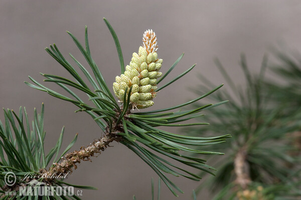 Sumpfkiefer (Pinus uncinata var.rotundata)