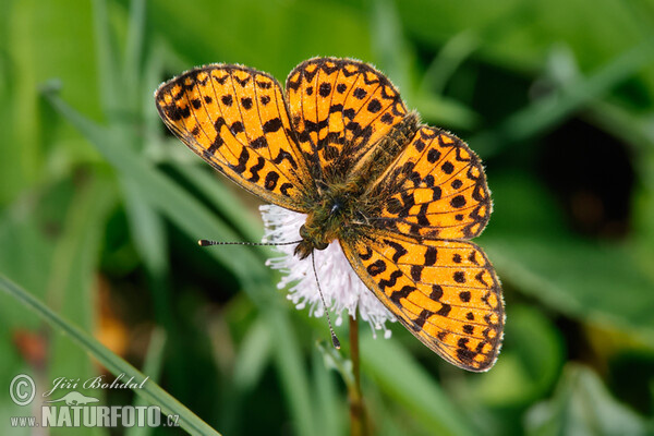 Sumpfwiesen-Perlmutterfalter (Boloria selene)