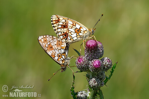 Sumpfwiesen-Perlmutterfalter (Boloria selene)