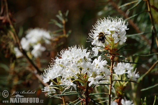 Sumporst (Ledum palustre)