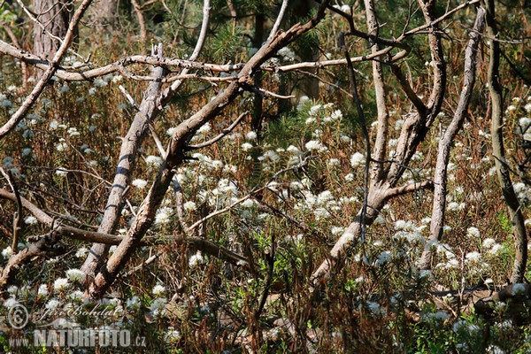 Sumporst (Ledum palustre)