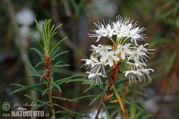 Sumporst (Ledum palustre)