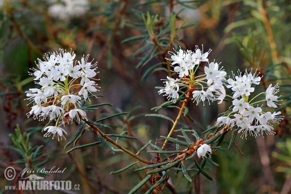 Sumporst (Ledum palustre)