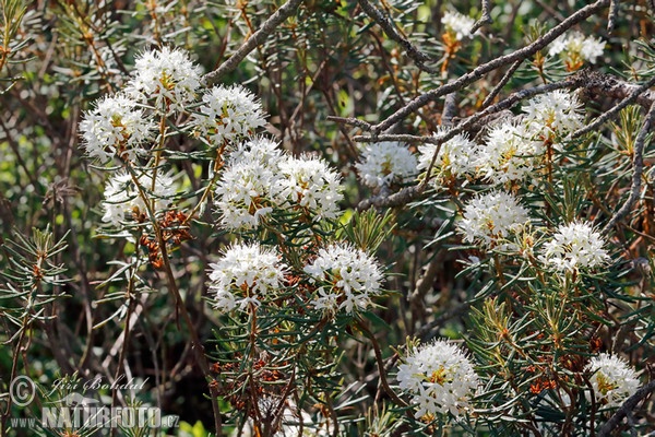 Sumporst (Ledum palustre)