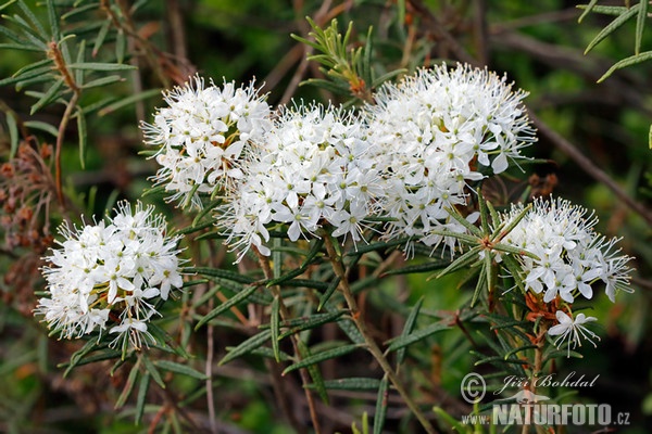 Sumporst (Ledum palustre)