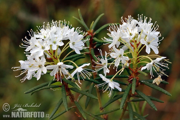 Sumporst (Ledum palustre)