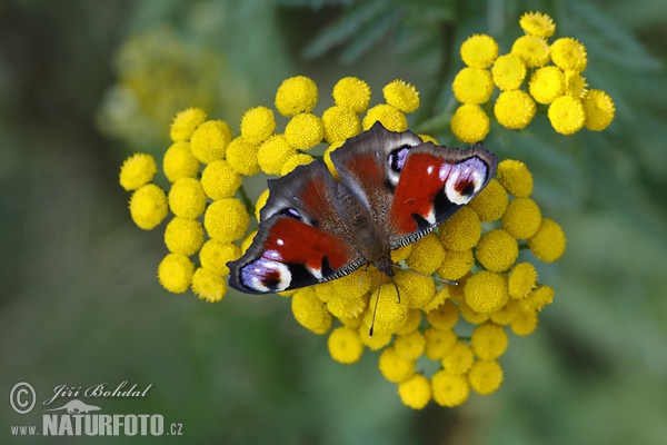 Tagpfauenauge (Inachis io)