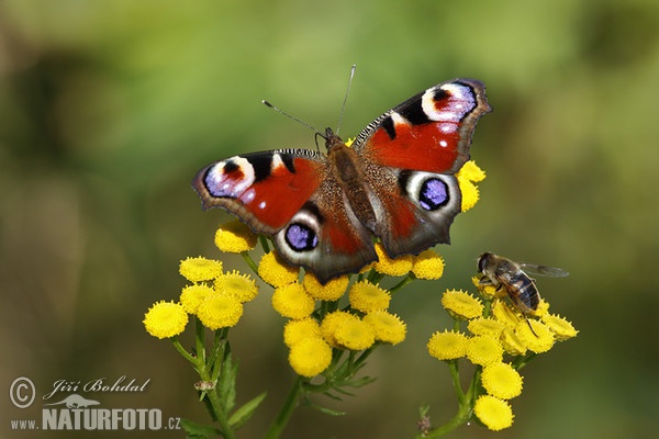 Tagpfauenauge (Inachis io)