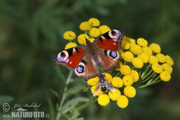 Tagpfauenauge (Inachis io)