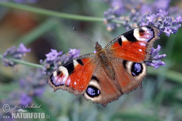 Tagpfauenauge (Inachis io)