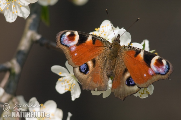 Tagpfauenauge (Inachis io)