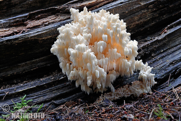 Tannen-Stachelbart (Hericium flagellum)