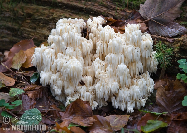 Tannen-Stachelbart (Hericium flagellum)