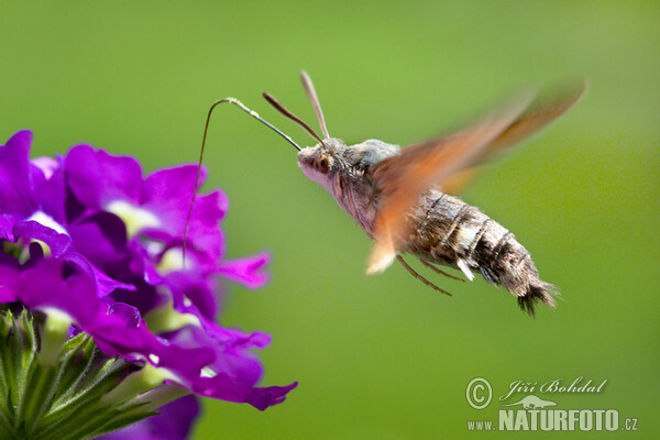 Taubenschwänzchen (Macroglossum stellatarum)