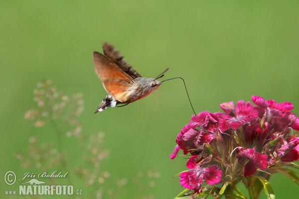 Taubenschwänzchen (Macroglossum stellatarum)